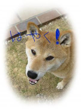 ͂₭`II
