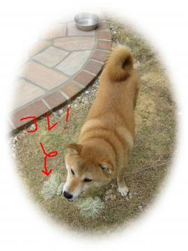RłŁII
