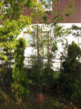 �W����̃A���J�V������