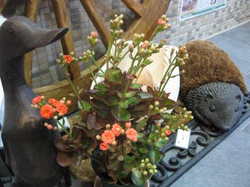 �J�����R�G1