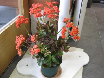 �J�����R�G