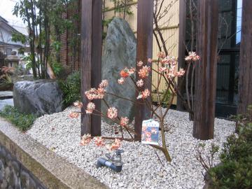 �~�c�}�^�@���|�i��H�΍���@�a���뉀�ɂ�