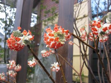 �~�c�}�^�@����ȂɃL���[�g