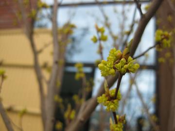 �V�����W�̉ԁ@���F�������ȉ�