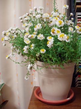 ���A���@�Ԃ��񂴂�