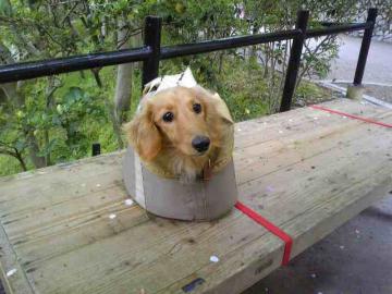 �h�b�N�K�[�f���@���m