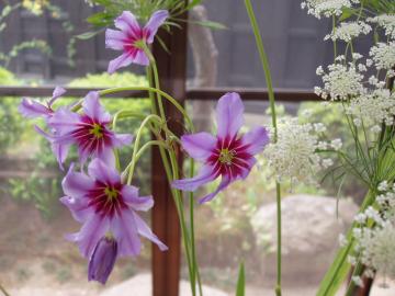 �����[�R�R���[�l