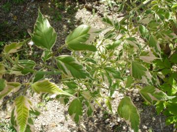 �l�O���h�J�G�f�@������