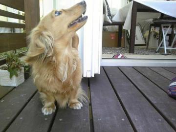 �h�b�N�����@���m�@�K�[�f��