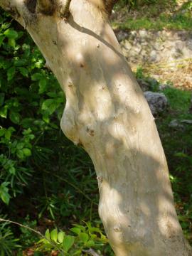 �T���X�x���@��