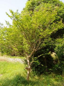 �T���X�x���@�l��