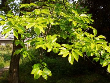 �`�̖؁@���m