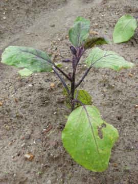 �i�X�@���m