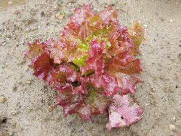 �T�j�[���^�X�@���É�