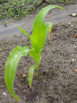 �g�E�����R�V