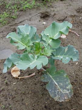 �u���b�R���[