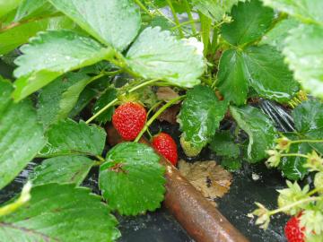 �C�`�S�@���m