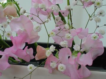 �X�C�[�g�s�[�@�K�[�f���@���É�