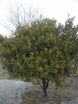 �L���J���@��Ύ��@�O�\�@���É�