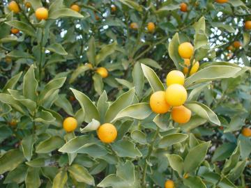 �G�N�X�e���A�@���m�@���̂Ȃ��