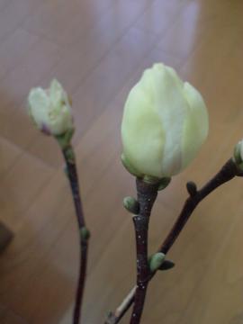 �G�N�X�e���A�@���É�