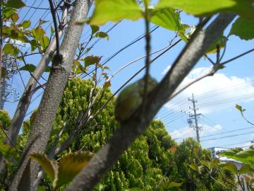 ���޳��@�J�G���@�V���{���c���[