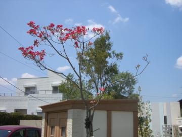 �n�i�~�Y�L�@�V���{���c���[�@