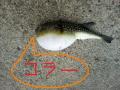 ӂA