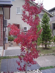 Cn~W
