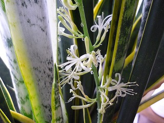 TZxA