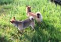 犬