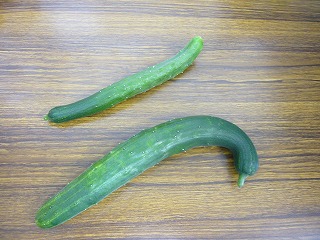 kyuuri 