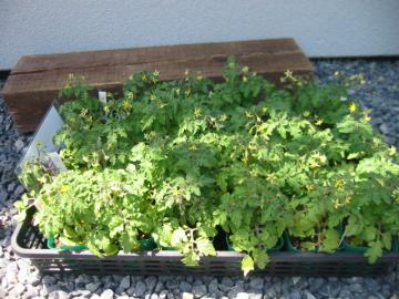 ���R�@���R�@�G�N�X�e���A�@�r��������