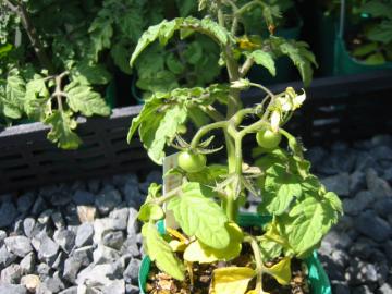 ���R�@���R�@�G�N�X�e���A�@�r��������