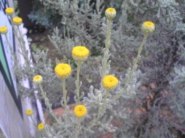 �T���g���i2