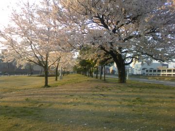 sakura