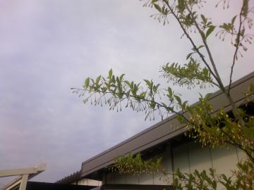 GSmL