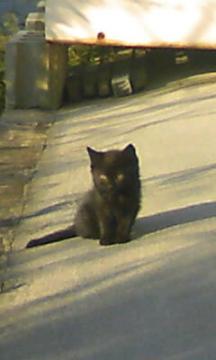 chat �q�˂��̎��E�E�E