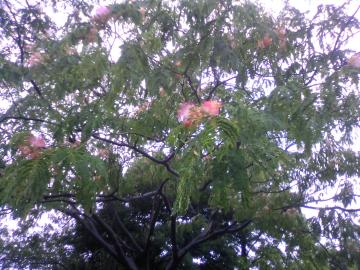 �����̖�