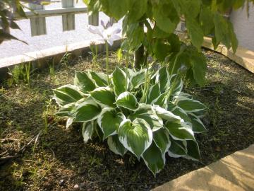 �M�{�E�V����H���Ȃ��A����Ƃ��Ă��ꂽ�̂ˁ�