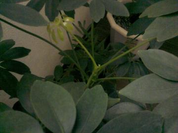 �V�F�t����