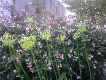 �A�K�p���T�X����ƃA�x���A����