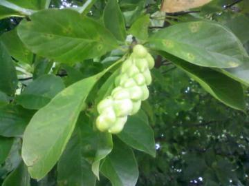 �R�u�V�c�܉�