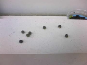 �I�N���̂��ˁc�������ăE�T�M����́􂶂�Ȃ���I