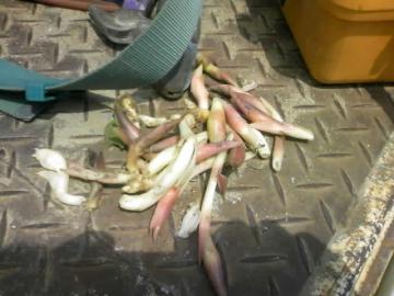 ���炠��A�c�y�̒�����~���E�K��