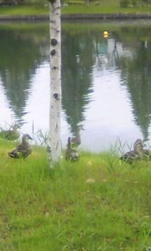 �V���J���o�ƃK�`�K�`����