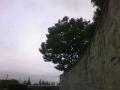 natural �� movement