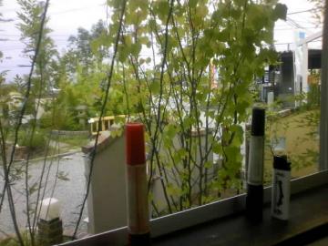���̃R�g�A�K���ɏo����̂��H�₢��������������c