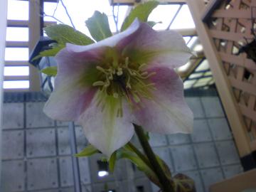 christmasrose