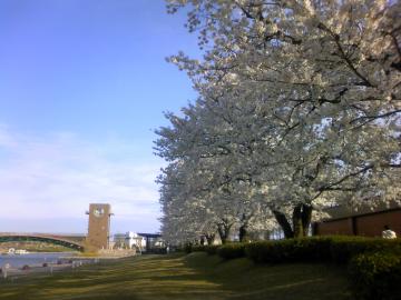sakura�ƃX�^�o